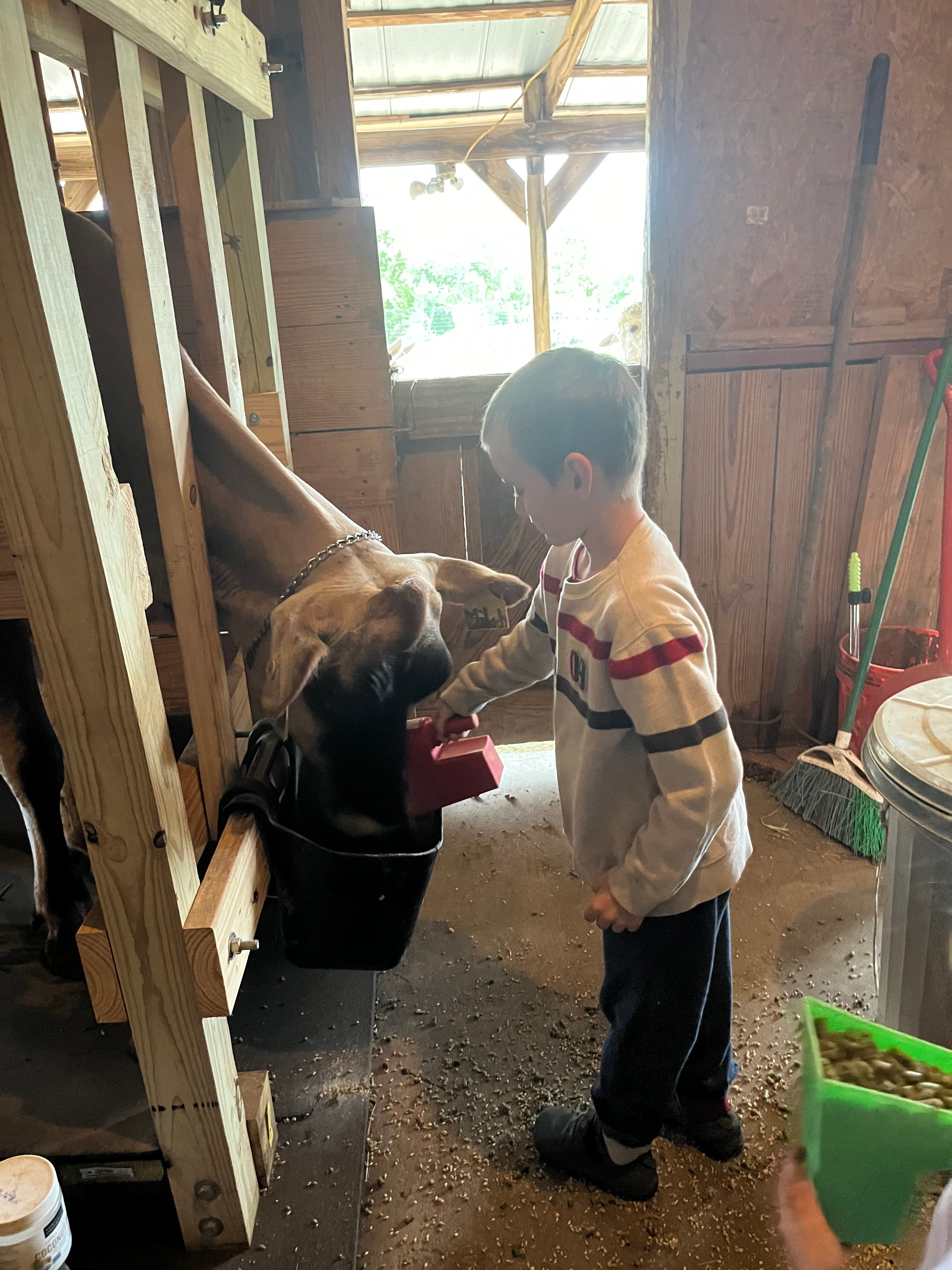 Raw Milk Herdshare Buy-In